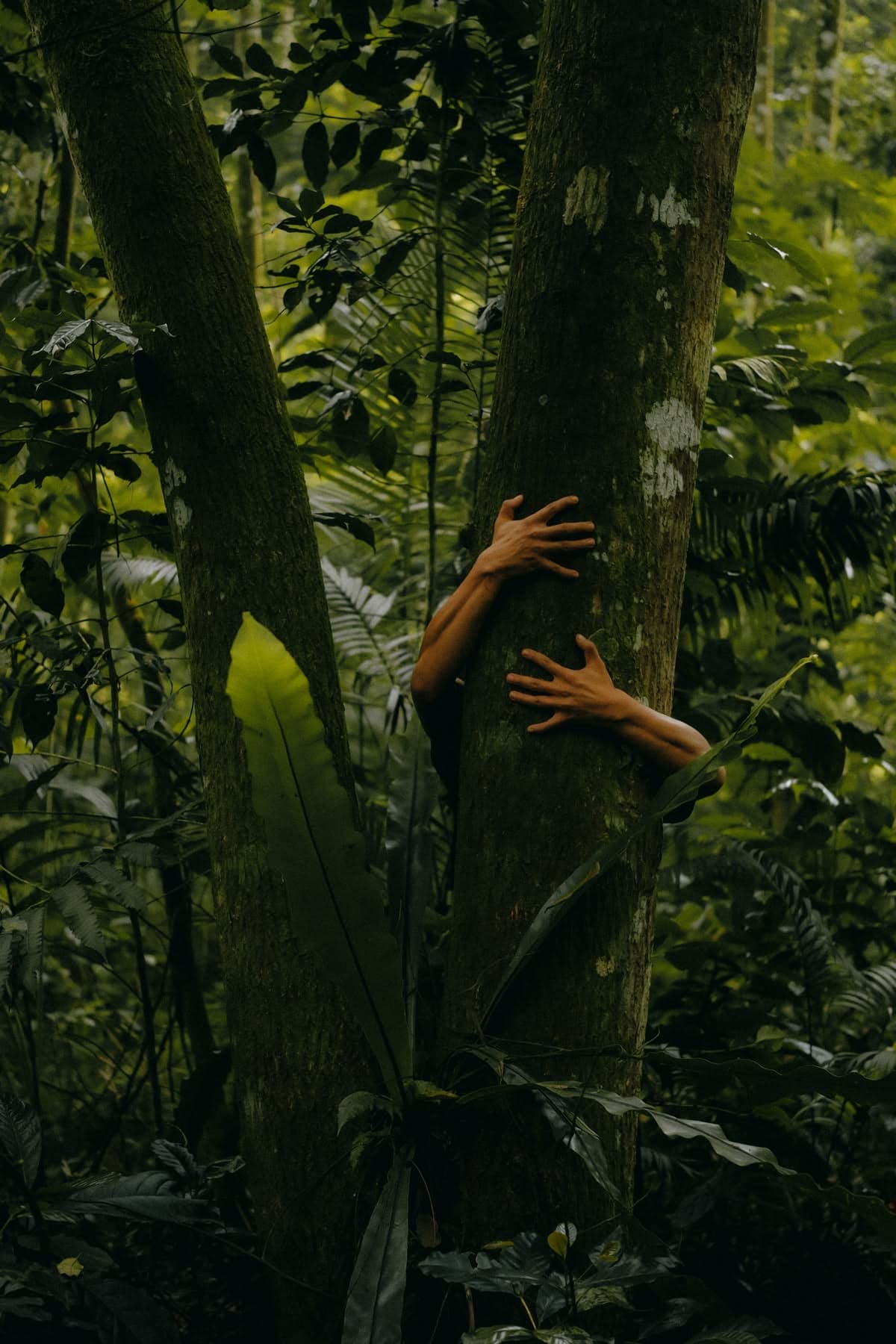 Two arms wrapped around a tree trunk in dense forest